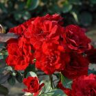 Роза Лили Марлен флорибунда, Imperial Rose