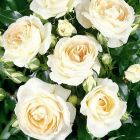 Роза Эмпресс флорибунда, Imperial Rose