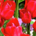 Тюльпан Мерри Гоу Раунд многоцветковый 5шт.