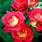 Роза Даск флорибунда, Imperial Rose