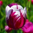 Тюльпан Multi Purple Flame многоцветковый 4шт
