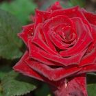 Роза Норита чайно-гибридная, Imperial Rose