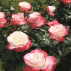 Роза Сентимент чайно-гибридная, Imperial Rose