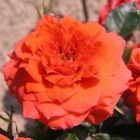 Роза Оранж Джувел миниатюрная, Imperial Rose
