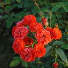 Роза Оранж Мейландина миниатюрная, Imperial Rose