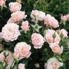 Роза Биатрис миниатюрная, Imperial Rose