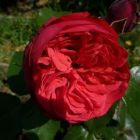 Роза Пиано чайно-гибридная