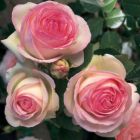 Роза Эден Розе 85, Тантау