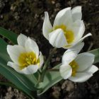 Тюльпан Полихрома карликовый 5 шт