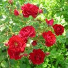 Роза Ред Фэйри миниатюрная, Imperial Rose