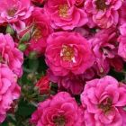 Роза Блю Парад миниатюрная, Imperial Rose