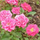Роза Блю Парад миниатюрная, Imperial Rose