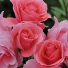 Роза Темпера плетистая, Imperial Rose
