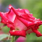 Роза Альянс чайно-гибридная, Imperial Rose