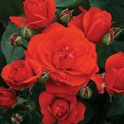 Роза Трампетер флорибунда, Imperial Rose