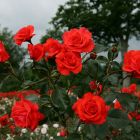 Роза Салита плетистая, Imperial Rose