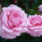 Роза Либра чайно-гибридная, Imperial Rose