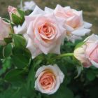 Роза Либра чайно-гибридная, Imperial Rose