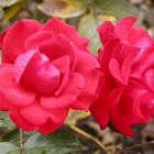 Роза Сатчмо флорибунда, Imperial Rose