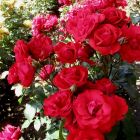 Роза Сатчмо флорибунда, Imperial Rose