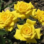 Роза Зонненкинд миниатюрная, Imperial Rose