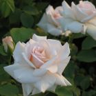 Роза Сван Лейк плетистая, Imperial Rose