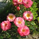 Роза Свит Симфони миниатюрная, Imperial Rose