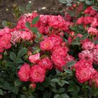 Роза Тини Вини миниатюрная, Imperial Rose