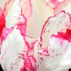 Тюльпан Тукан многоцветковый 4шт