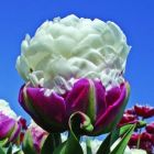 Тюльпан Дабл Полар пионовидный 4 шт