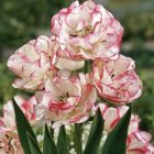 Тюльпан Белисия многоцветковый 4шт/уп