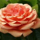 Роза Патина чайно-гибридная