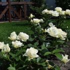 Роза Ивнинг Стар чайно-гибридная, Imperial Rose