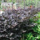 Цимицифуга (Клопогон) ветвистая Чокоголик купить в Москве по низкой ...