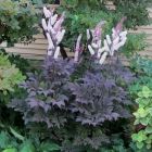 Цимицифуга (Клопогон) ветвистая Чокоголик купить в Москве по низкой ...