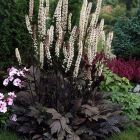 Цимицифуга (Клопогон) ветвистая Чокоголик купить в Москве по низкой ...