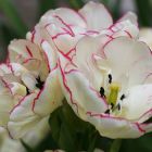 Тюльпан Белисия многоцветковый 4шт/уп