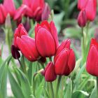 Тюльпан Инферно многоцветковый 5шт