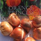 Тюльпан Оранж Принцес махровый ранний 5шт