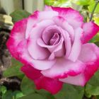 Роза Парадиз чайно-гибридная, Imperial Rose