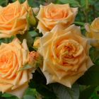 Роза Лион чайно-гибридная, Imperial Rose
