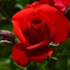 Роза Эвелин Висонт флорибунда, Imperial Rose