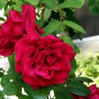 Роза Гримпант Кассандр плетистая, Imperial Rose
