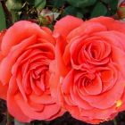Роза Хольстейнперле чайно-гибридная, Imperial Rose
