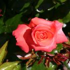 Роза Хольстейнперле чайно-гибридная, Imperial Rose