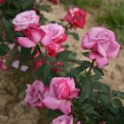 Роза Парадиз чайно-гибридная, Imperial Rose