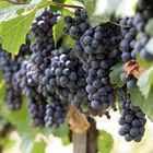 Виноград плодовый ГФ 1-9-5