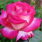 Роза Сайленс чайно-гибридная, Imperial Rose