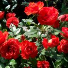 Роза Бриллиант Мейландина миниатюрная, Imperial Rose