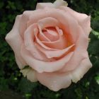 Роза Дезире чайно-гибридная, Imperial Rose